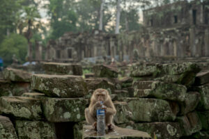 Macaque monkey at Bayon temple in Angkor Cambodia holding a water bottle